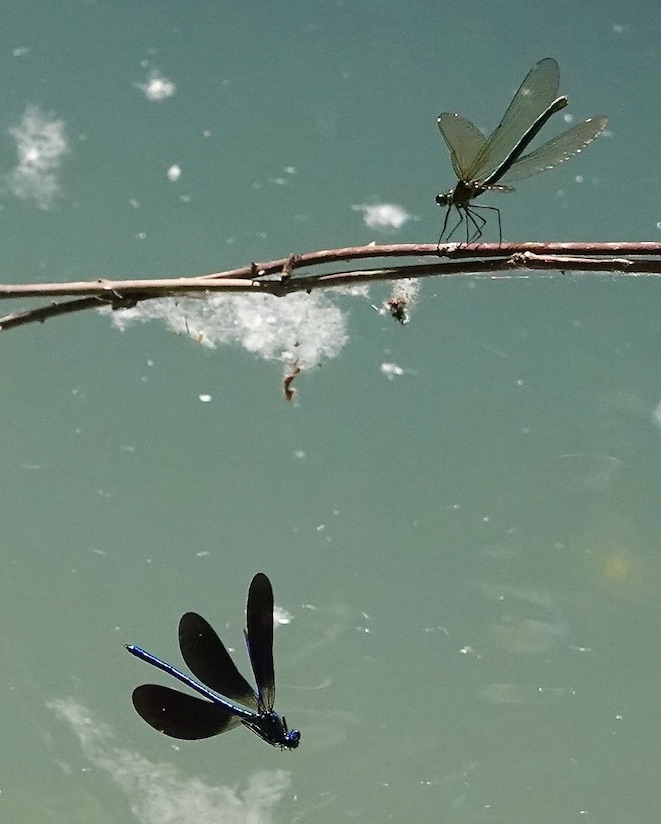 beautiful demoiselle